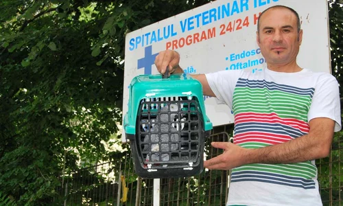 Dorian s a chinuit  minute în şir să l bage pe  Coco în cuşca de transport jpeg
