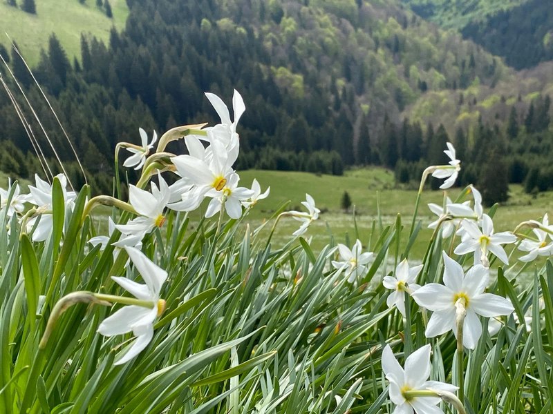 Au înflorit narcisele din poiana de pe Valea Vinului, de pe masivul Saca. Pare un colț de rai 