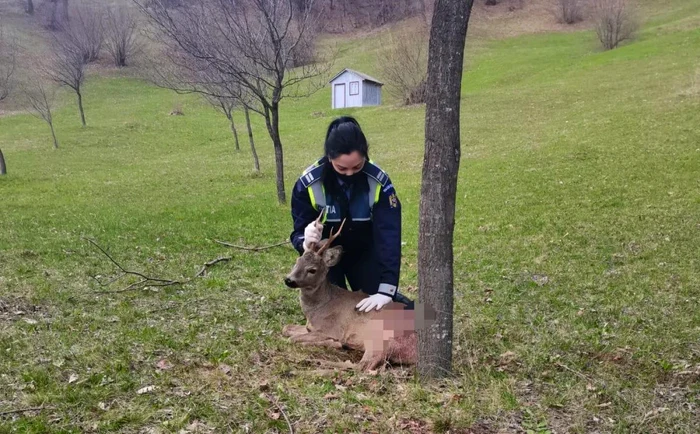 Poliţiştii au ajuns la faţa locului şi au predat animalul veterinarilor FOTO: IPJ Vrancea