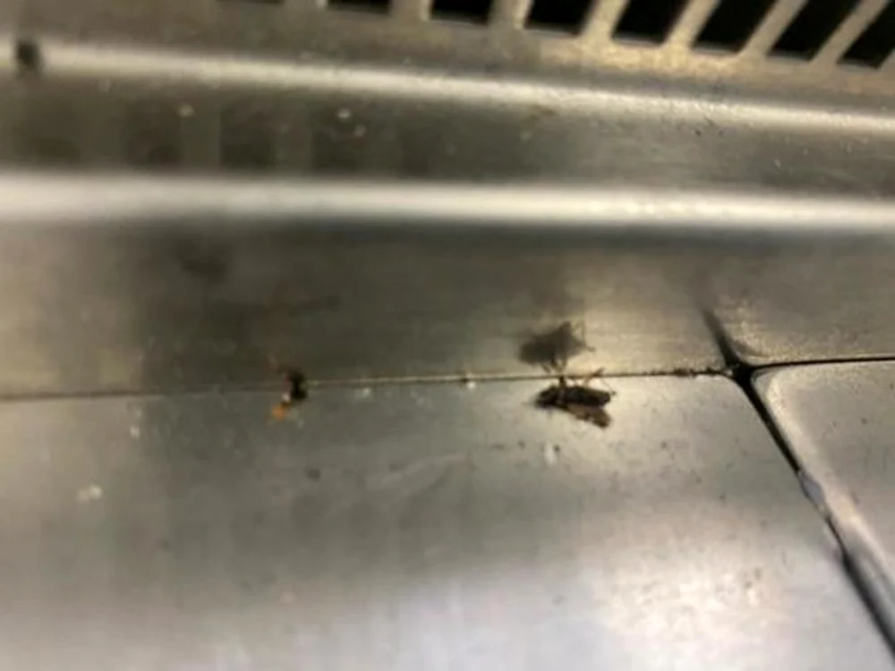 
    Insecte moarte  