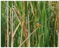 Foto Facebook/Wildlife Photography Targu Jiu