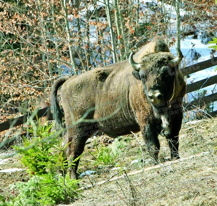 
    Animalele au câte  o zgardă cu cipuri  electronice de  monitorizare (fotografii: Florin Chirica)  