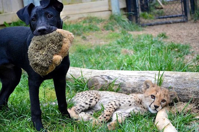 Savanah şi Max sunt prieteni la cataramă (Foto: Photoland/Caters)