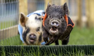 Porcusori Monk Park Farm (Profimedia) jpg