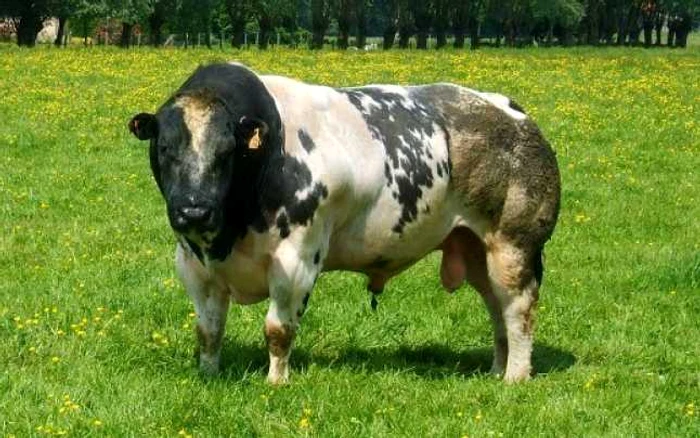 Vaca modificata genetic Albastrul Belgian FOTO Amazing Beautiful World