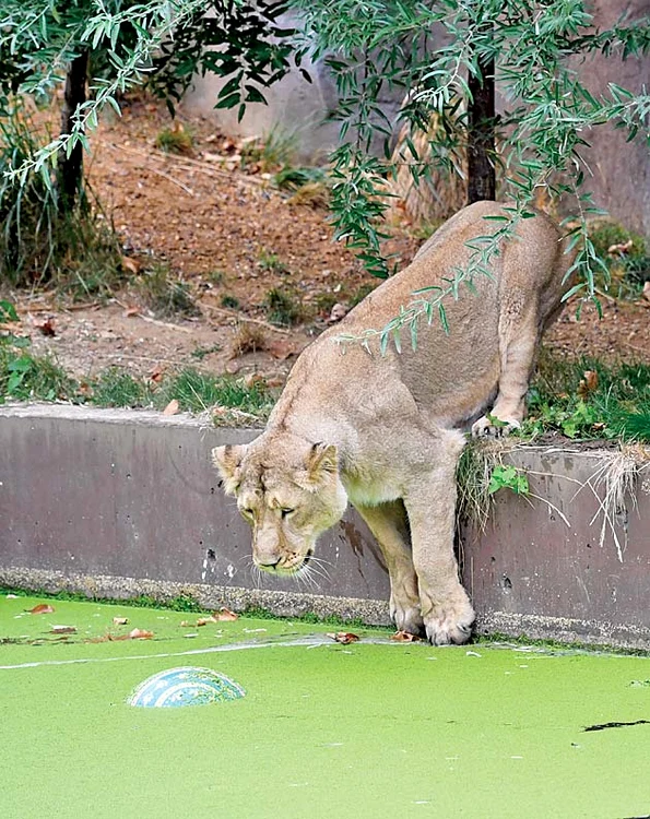 Stai aşa că sar... sau nu!
