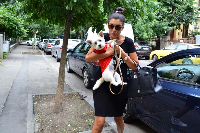 Bucuroasă că Bijoux a supraviețuit răpirii, Andreea Tonciu a fost ieri cu cățelușa la coaforFotografii: Alex Muscaliu