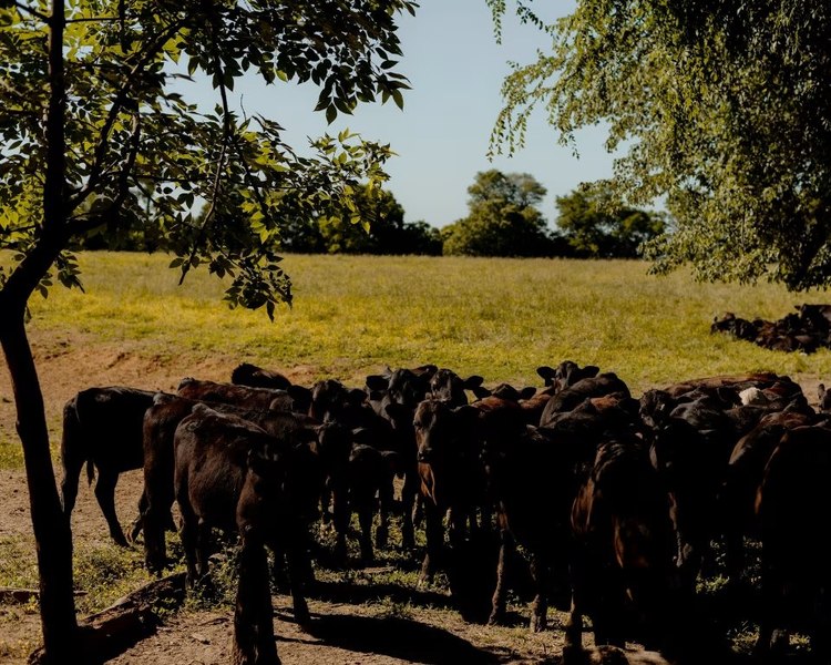 Imperiul de carton din zootehnia americană. Cum a 