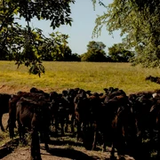 bovine jpg