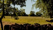 bovine jpg