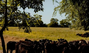 bovine jpg