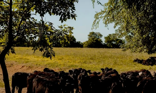 bovine jpg