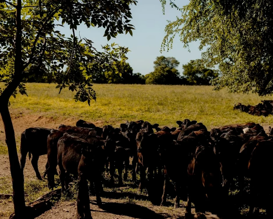 Cireadă de vite/FOTO:X