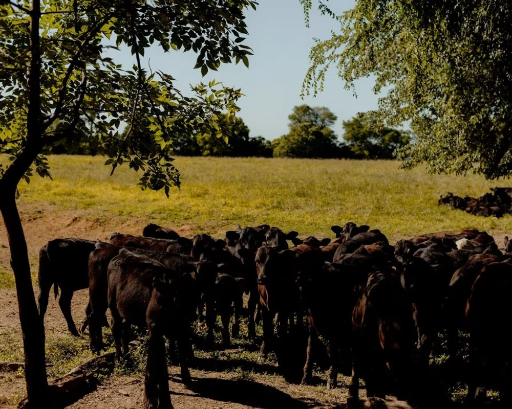Imperiul de carton din zootehnia americană. Cum a ars un fermier 170 de milioane de dolari într-o schemă Ponzi uriașă