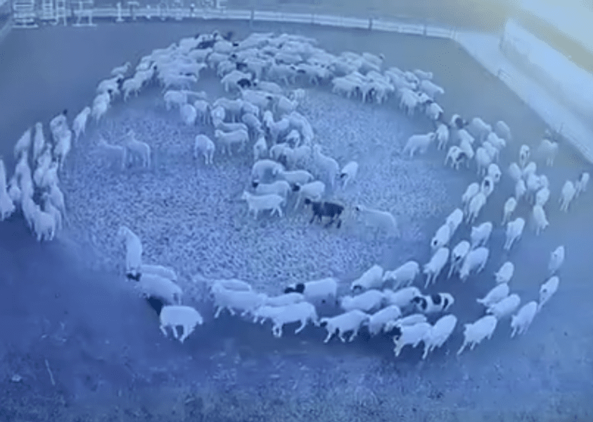 Turmă de oi din China, observată învârtindu-se în cerc timp de 12 zile VIDEO