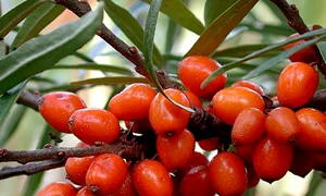 CLIIMA20140206 0154 1 jpeg