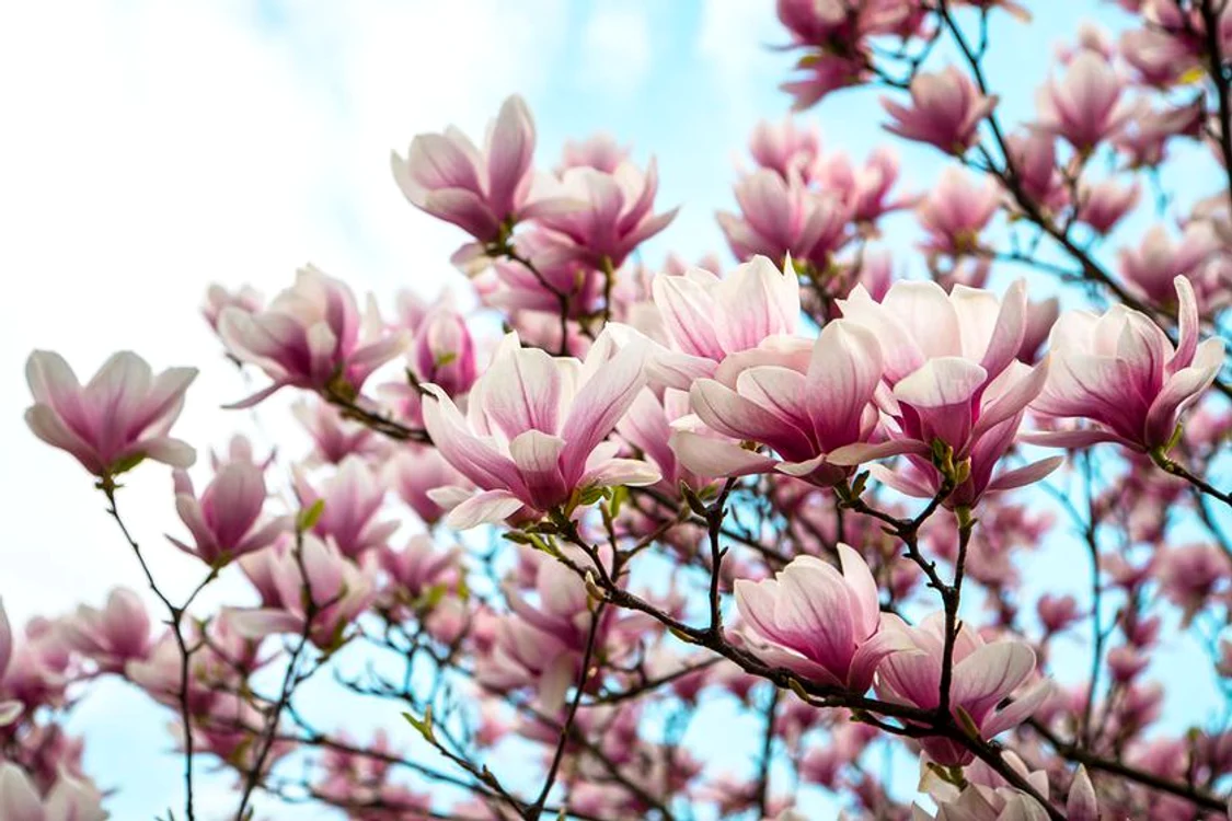 
    Magnoliile sunt minunate, este de părere cunoscutul bucătar Jamie Oliver @shutterstockclickpentrufemei.ro  