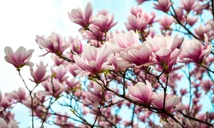 shutterstock 1702718611 jpeg