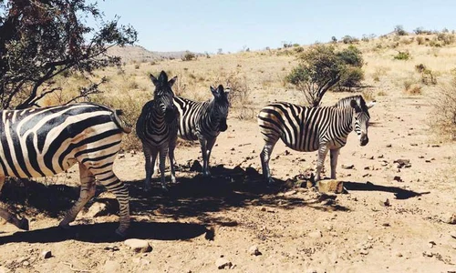 Africa ei este Africa mea: un episod dintr o prietenie lungă jpeg