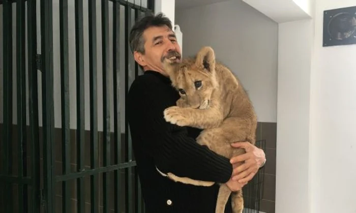 Puiul de leu este crescut de angajaţii grădinii zoologice din Craiova