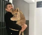 Puiul de leu este crescut de angajaţii grădinii zoologice din Craiova