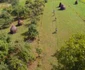 calatoreste verde