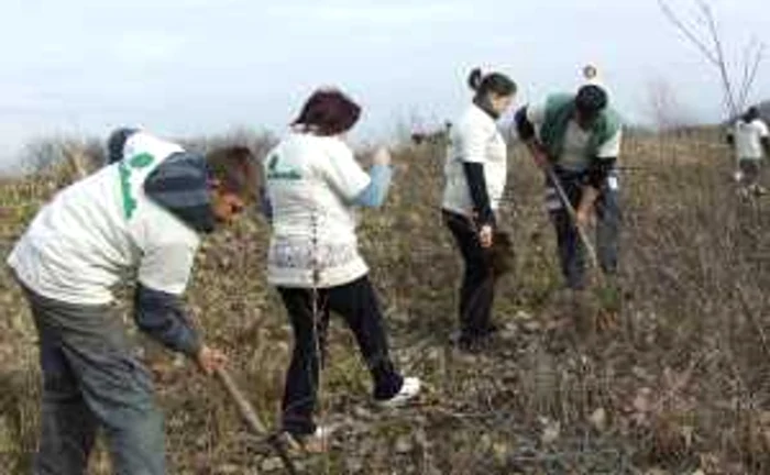 Peste 50 de voluntari au participat la plantări