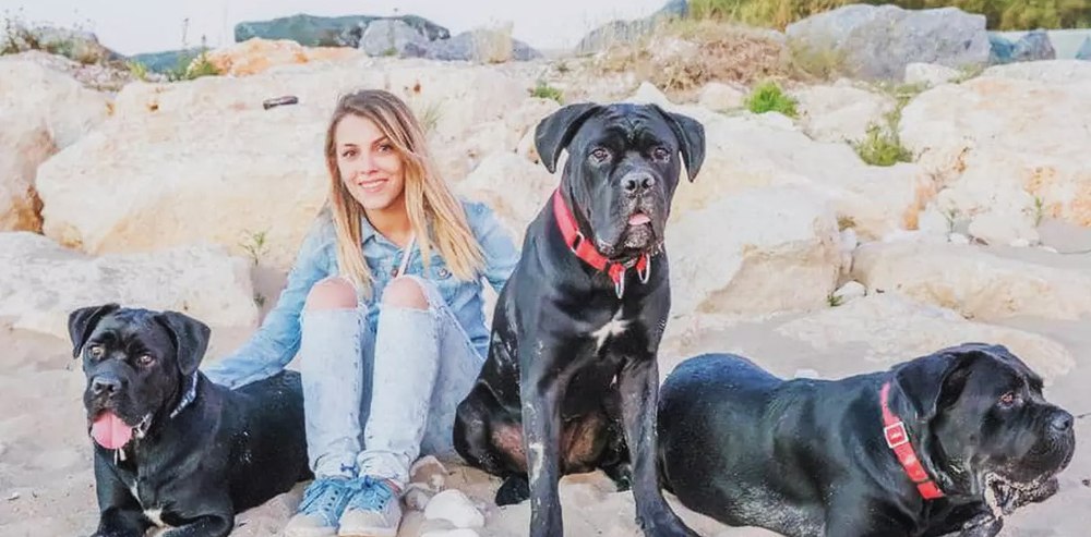 Îngrijorare în familia lui Cabral. Doi dintre câinii Cane Corso au fugit din curtea apartamentului în care era cazată 