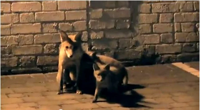 
    Vulpile sunt foarte întâlnite în Londra  