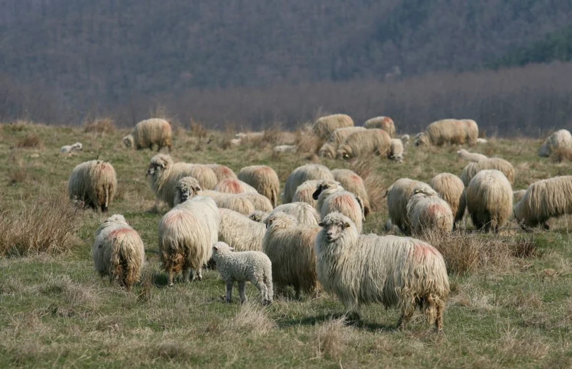 Locuitorii din Caşin se pregătesc de concursul „trântă la curea“, pentru premiul cel mare: un berbec FOTO Adevarul