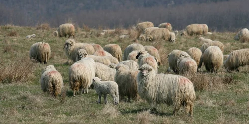 Stâna era amplasată la un kilometru de primele case din Rona de Sus Foto: Arhivă