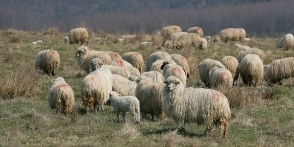 Stâna era amplasată la un kilometru de primele case din Rona de Sus  Foto: Arhivă