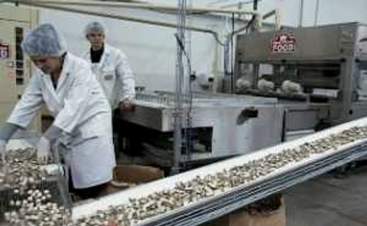 Oradea: Reziduurile European Food otrăvesc apele