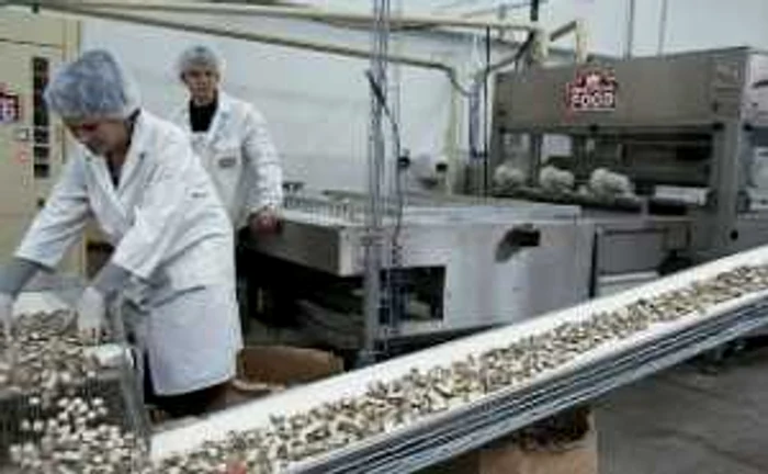 Oradea: Reziduurile European Food otrăvesc apele