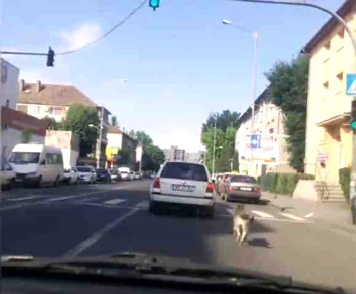 
    Un maramureșean și-a legat câinele de mașină și l-a târât prin tot orașulfoto: captura video  