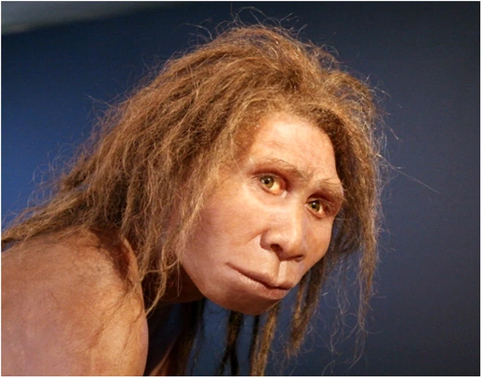 erectus 4 jpg jpeg