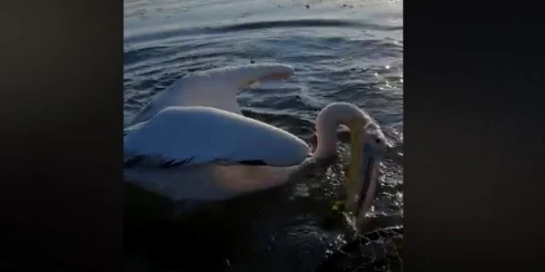 Pelican prins in plasele pescarilor
