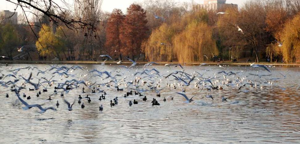 Viceprimarul Sectorului 3: În IOR se taie copacii în continuare. Să ne petrecem un 1 Mai fără bâlciul din zona retrocedată