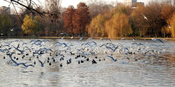 parc IOR
