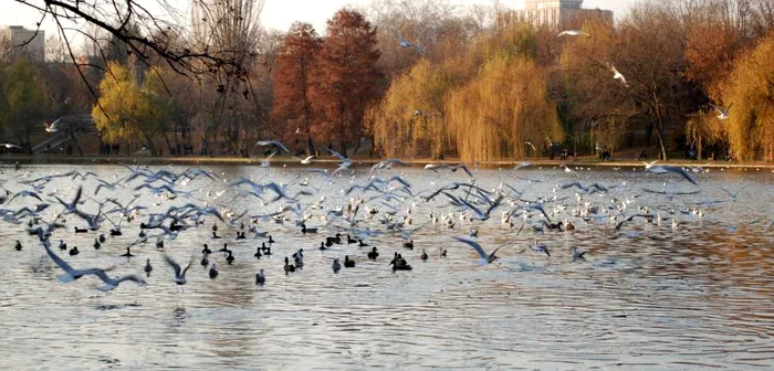 Parcul IOR