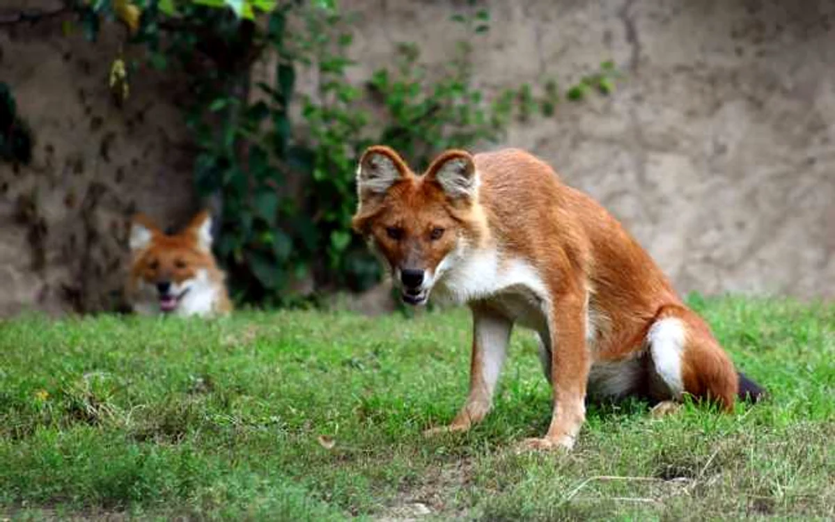 Dhole