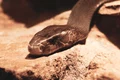 Șarpe veninos mamba negru / Foto: Unsplash.com