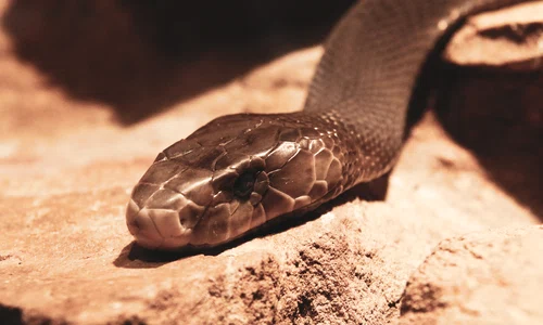 Șarpe veninos mamba negru / Foto: Unsplash.com