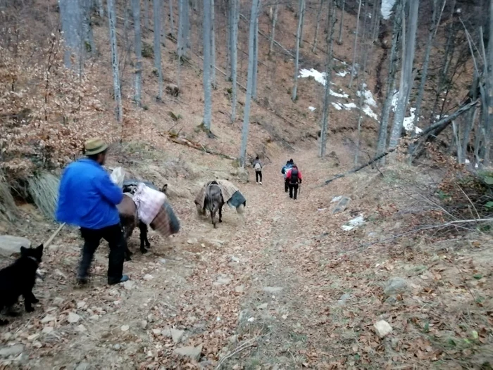 Turma de oi rămasă înzăpezită în Munţii Căpăţânii - Vâlcea Foto Salvamont