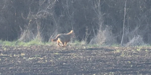 sacal animal alba