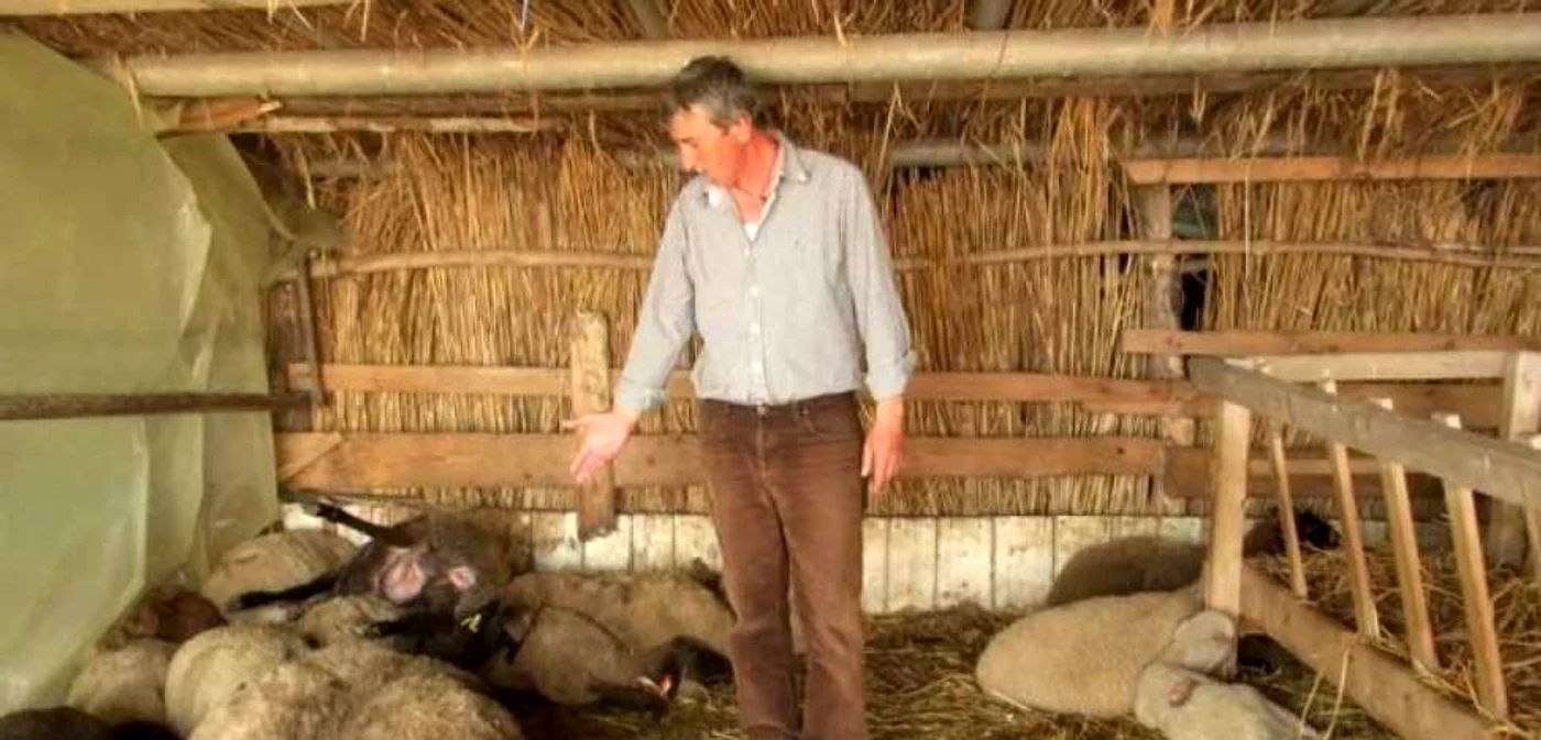 Stoica Baciu, un cioban din Măxineni, a pierdut zeci de oi în câteva zile  Foto: obiectivbr.ro