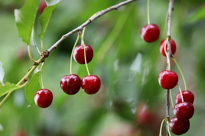 Vișine - Foto: Pixabay 