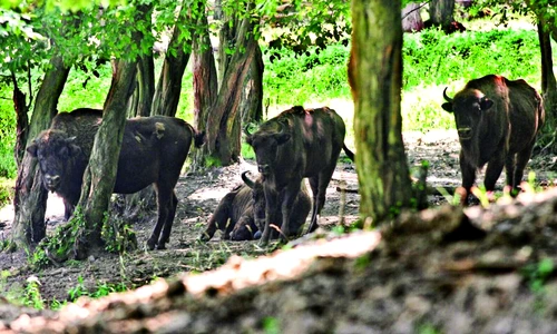 1 49843 original jpg jpeg