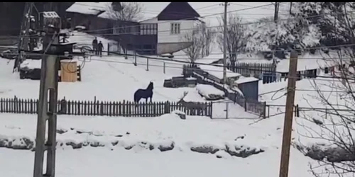 cerb. Captură video