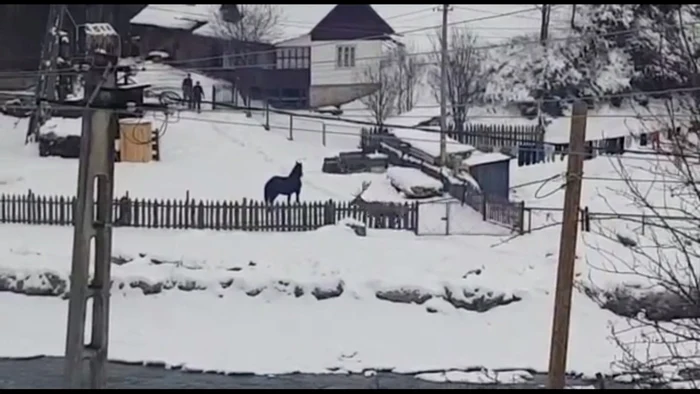 Cerb intrat în curtea unor localnici. FOTO Captură video